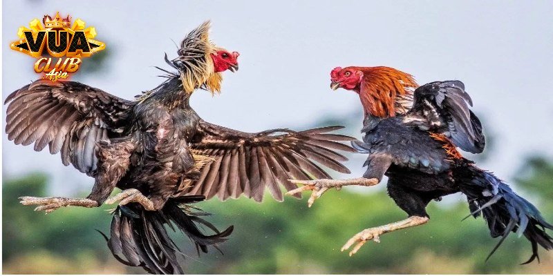 3 cửa cược đá gà cơ bản