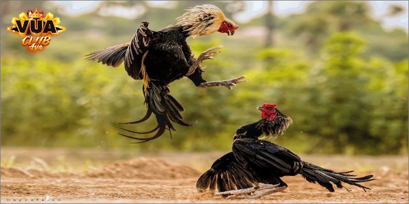 Cách nhận biết gà nhạn đá hay