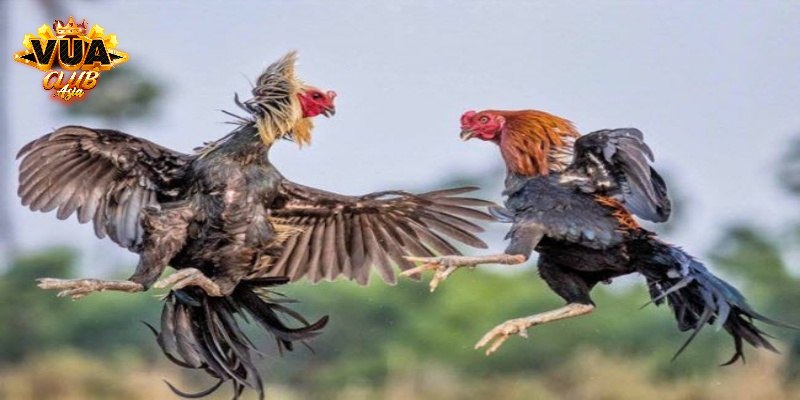 Chọn chiến kê theo cách chúng đá