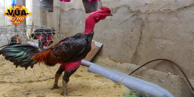 Đặc điểm của các loại gà nhạn nào đá hay