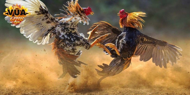 Gà chọi đẹp có dáng tinh nhanh, tướng cao lớn