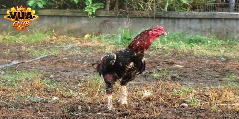 Gà chọi nào đắt đỏ nhất Việt Nam?