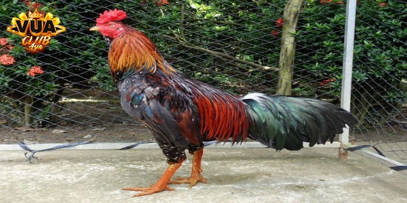 Giá bán của gà chọi đắt nhất Việt Nam