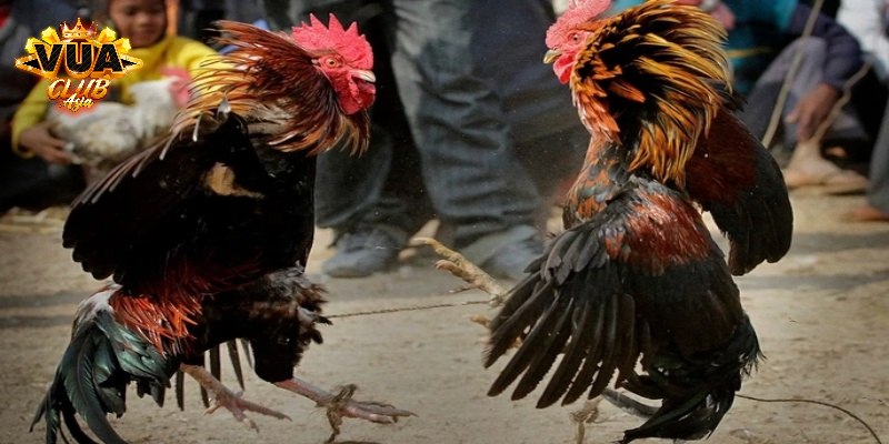 Loại gà nhạn đá hay hiện nay