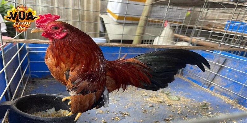 Những điểm nổi bật của gà chọi giá cao nhất